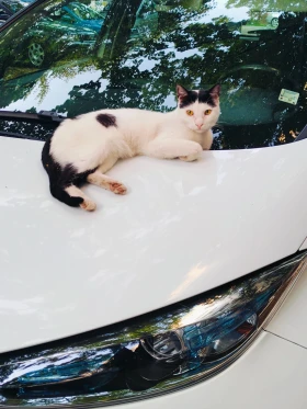 Renault Zoe 41 kw - Car24.bg Renault Zoe 41 kw