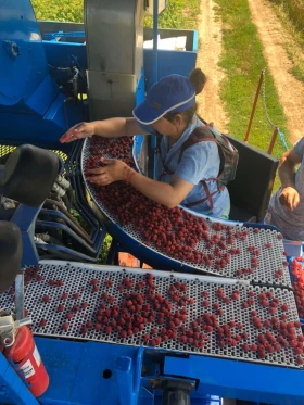 Комбайн OXBO Korvan 9000, снимка 9