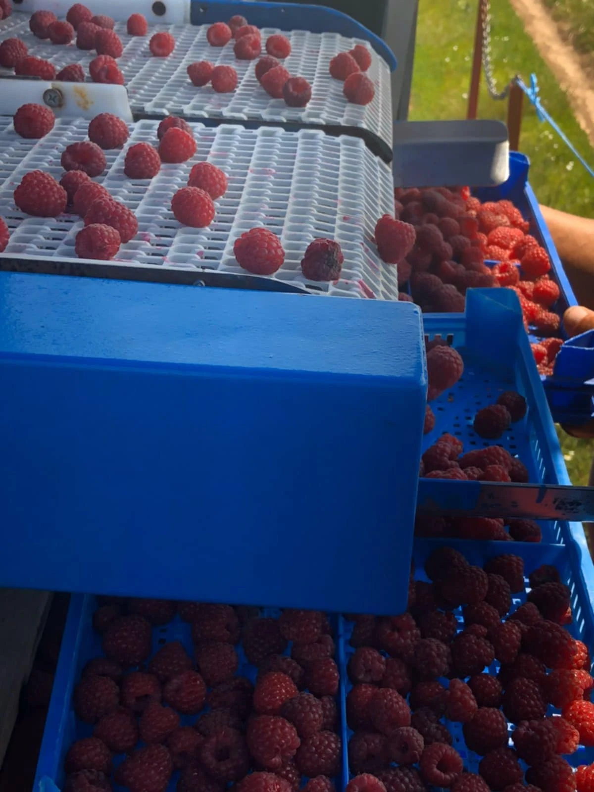 ������� OXBO Korvan 9000 | Mobile.bg � ����������� 12