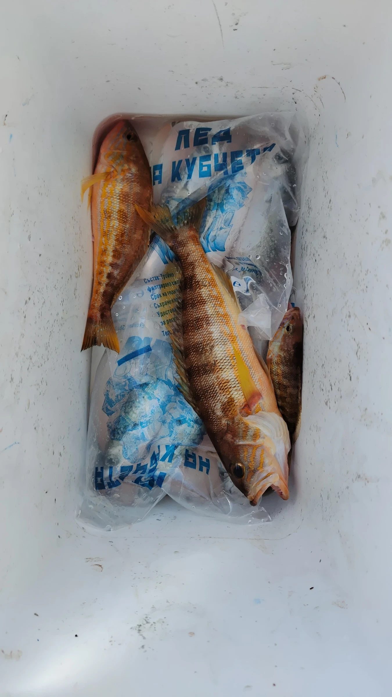   Jeanneau | Mobile.bg   14