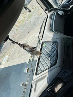 Daf FT XF 106  XF 530 FT | Mobile.bg � ����� ������ 9