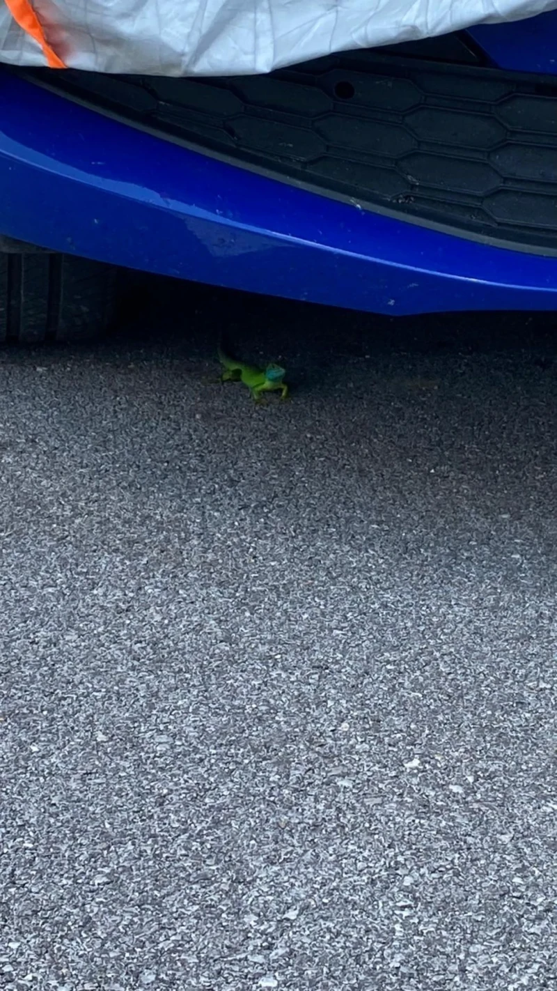 NIU M Light blue , снимка 8 - Мотоциклети и мототехника - 52615321