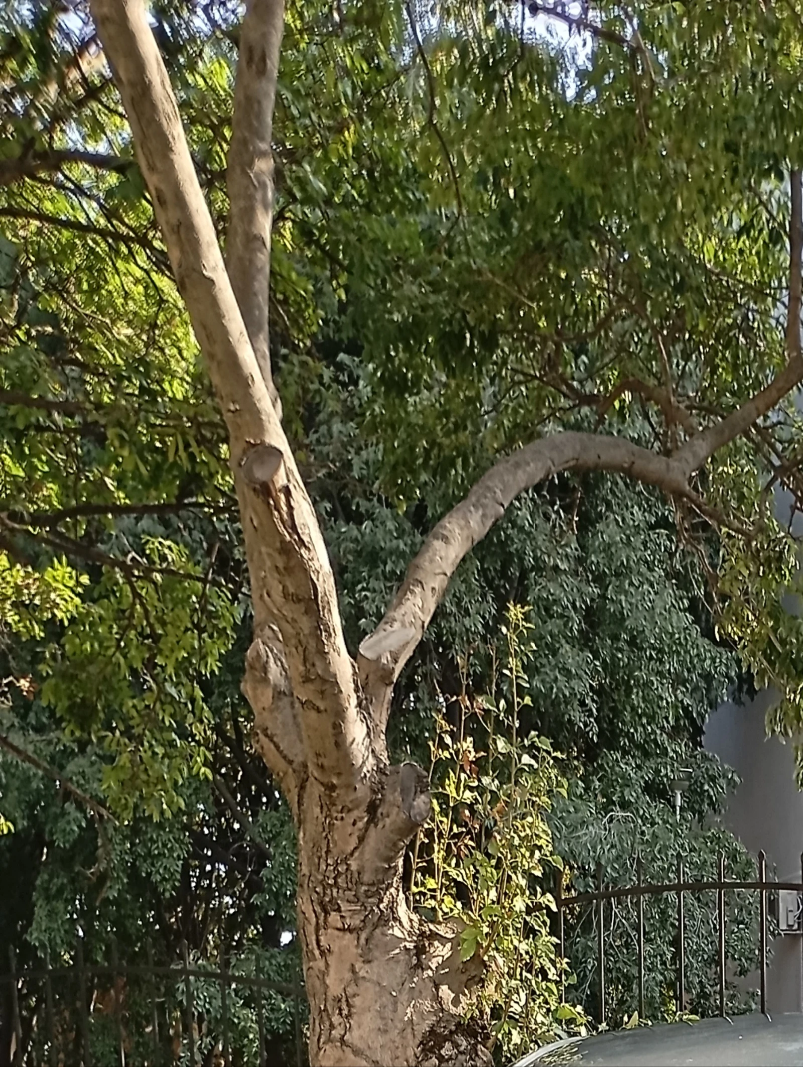 Toyota Yaris  - изображение 7