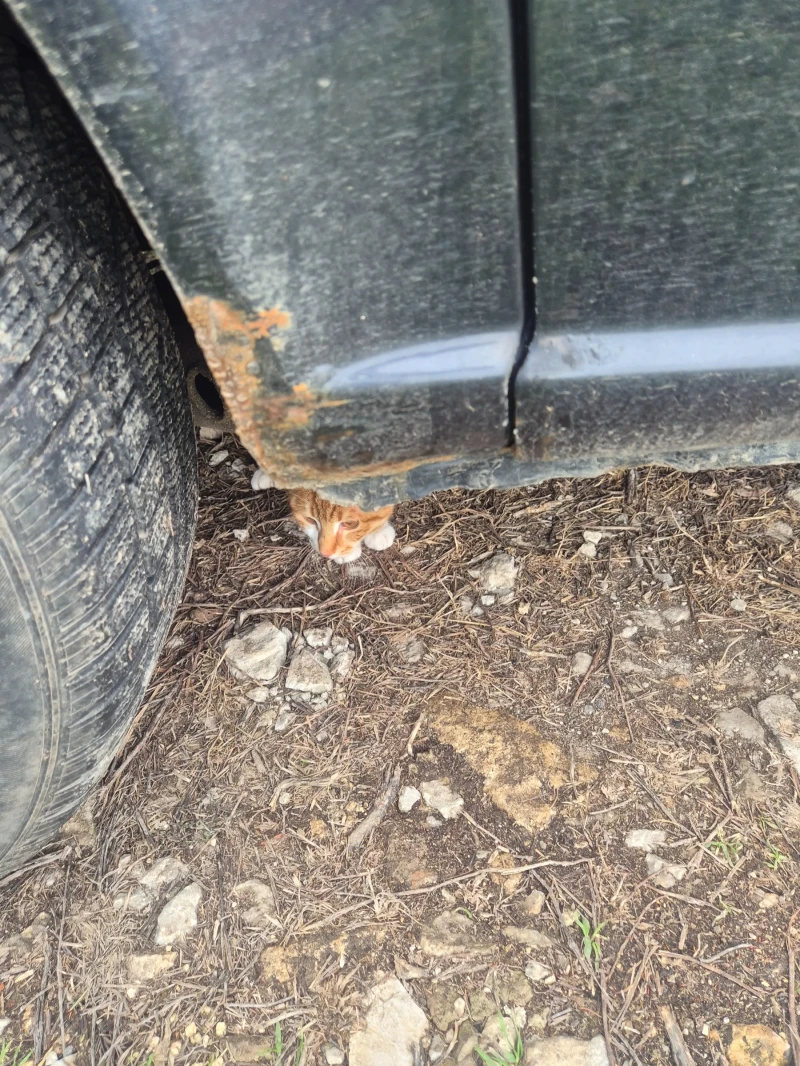 Mercedes-Benz Viano Ambiente, снимка 12 - Автомобили и джипове - 53494467