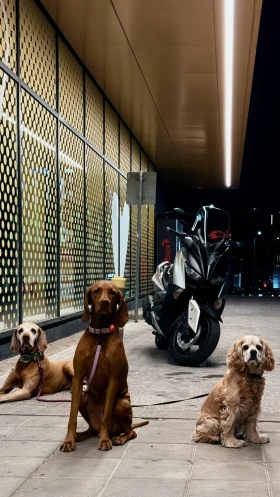 Yamaha X-max 300 Keyless ABS TSC  | Mobile.bg    2