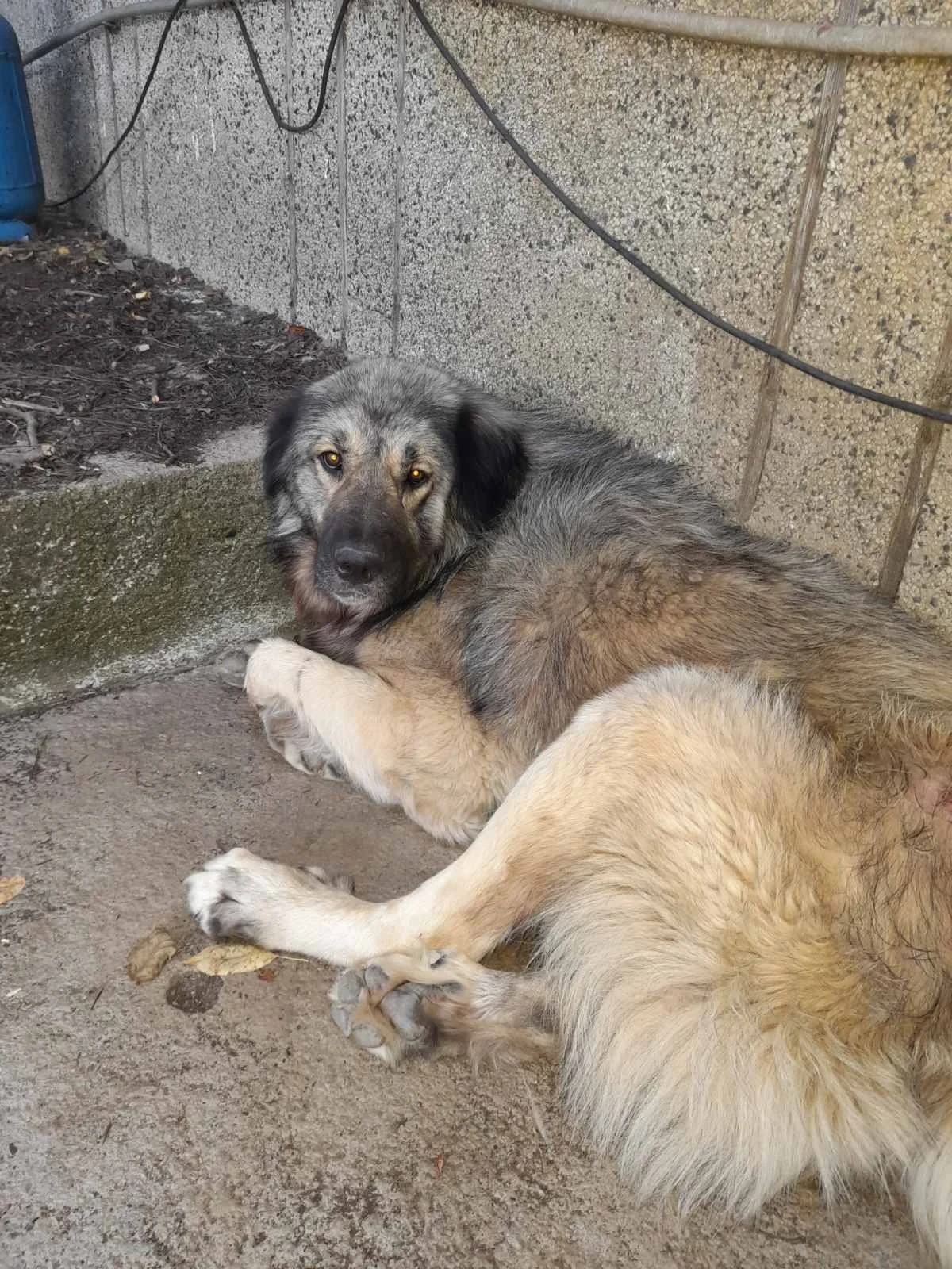 Infiniti Fx 35, снимка 7 - Автомобили и джипове - 54068694