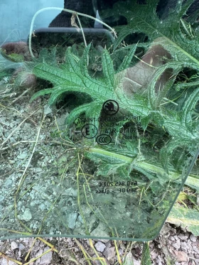 Skoda Fabia 2017г шофьорско стъкло, снимка 3